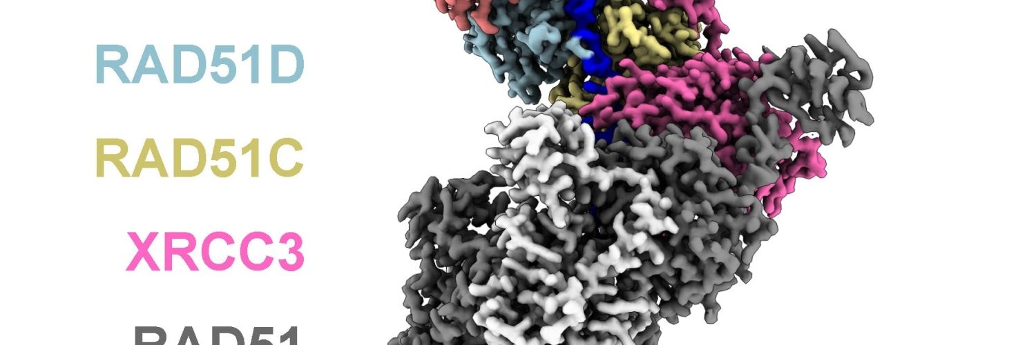 RAD51 complex
