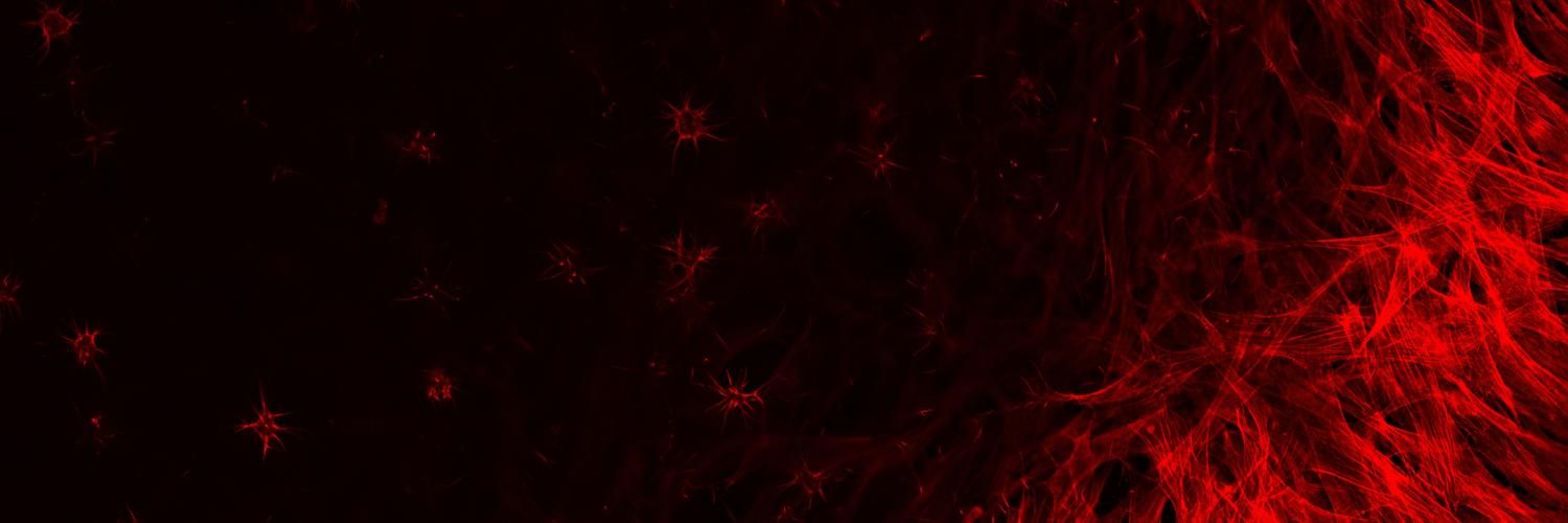 Celiz banner