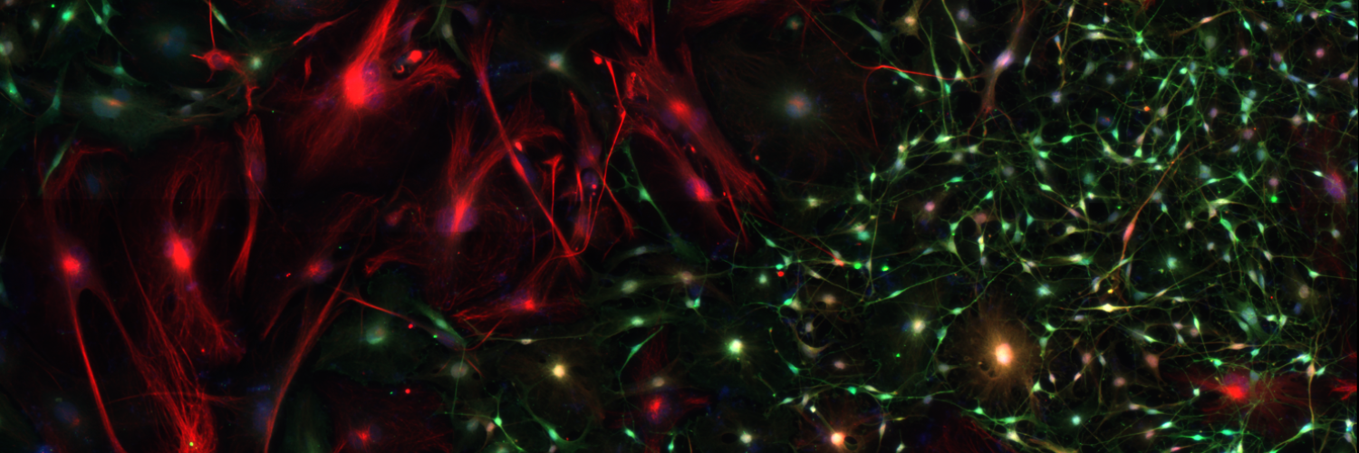 Stem cells